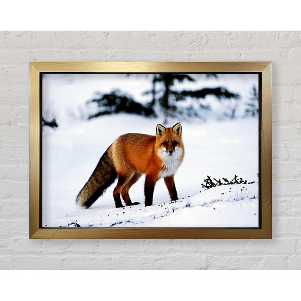 Bright Star Polarfuchs Im Schnee Druck Wayfair De